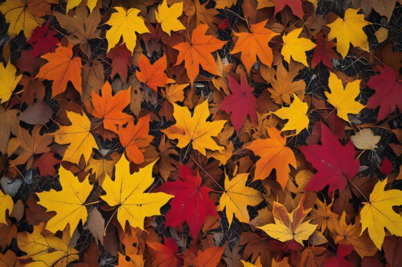 A Vibrant Collection of Autumn Leaves